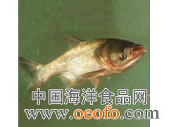 供應(yīng)鮮活水產(chǎn)品，優(yōu)選鳙魚與大頭寶，盡在東港市黃海水產(chǎn)品批發(fā)市場(chǎng)利源海鮮商行